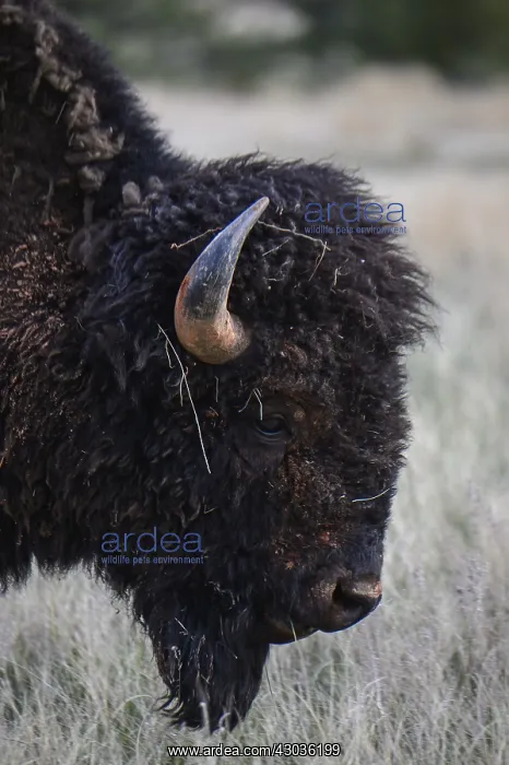 : American Bison grazing - Close up of lone American : American Bison grazing - Close up of lone American
