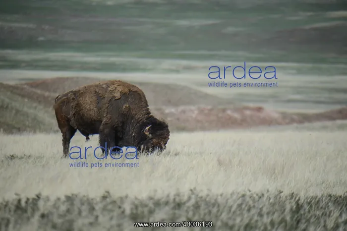 : American Bison grazing - Lone American Bison grazing : American Bison grazing - Lone American Bison grazing