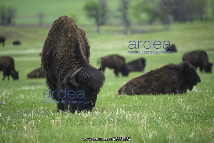 : American Bison grazing near herd - American Bison : American Bison grazing near herd - American Bison