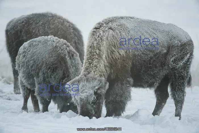 : American Bison group foraging in snow - Group of : American Bison group foraging in snow - Group of