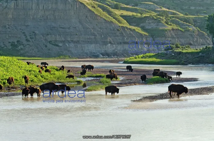 : American Bison - herd gathered along the Little : American Bison - herd gathered along the Little