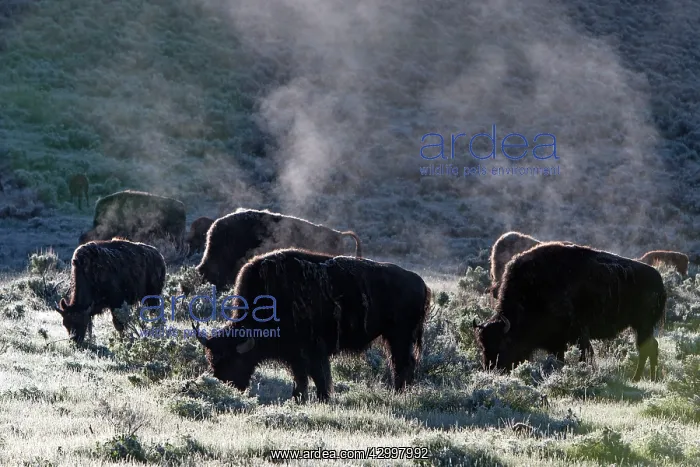 : American Bison - herd grazing early morning - Lamar : American Bison - herd grazing early morning - Lamar