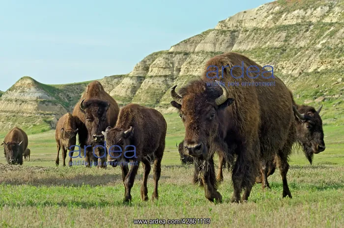 : American Bison - herd walking across grassland : American Bison - herd walking across grassland