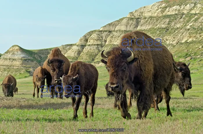: American Bison. Herd walking across grassland in : American Bison. Herd walking across grassland in