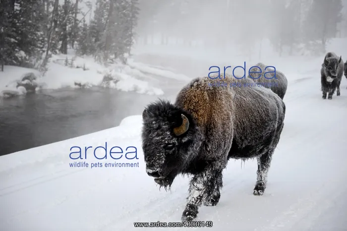 : American Bison herd walking in snow close up - Close : American Bison herd walking in snow close up - Close