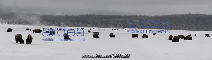 : American Bison herd in winter snow - Herd of American : American Bison herd in winter snow - Herd of American