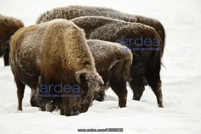 : American Bison herd in winter snow - Herd of American : American Bison herd in winter snow - Herd of American
