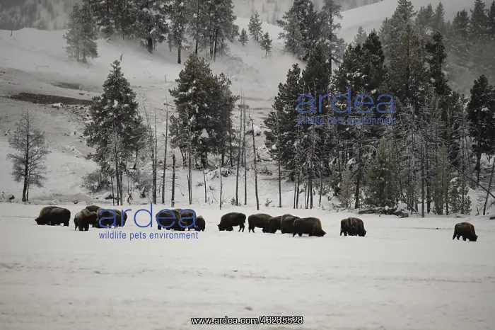  : American Bison herd in winter snow - Herd of American