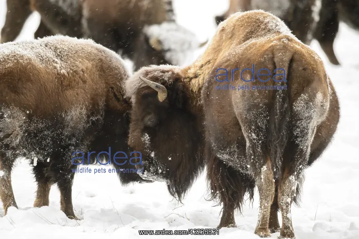 : American Bison herd in winter snow - Herd of American : American Bison herd in winter snow - Herd of American