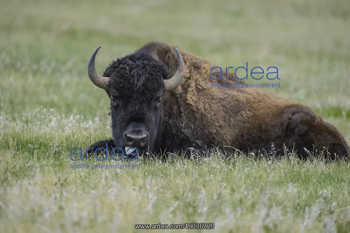  : American Bison laying in grass - Lone American Bison