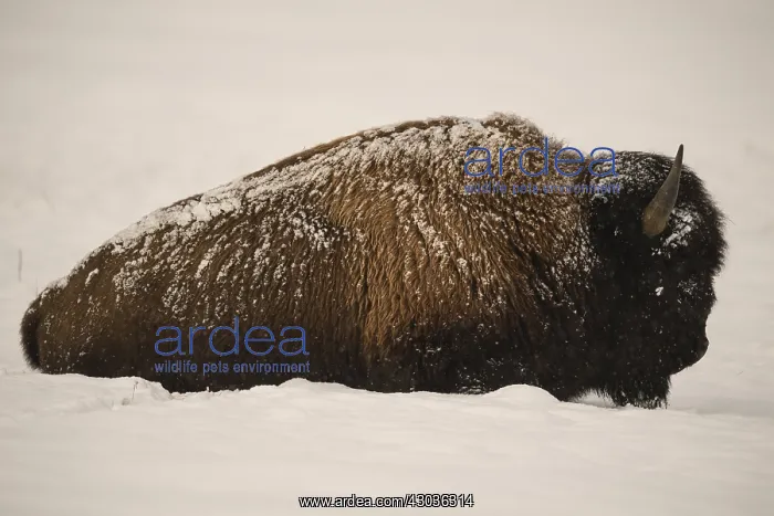 : American Bison laying in snow - Lone American Bison : American Bison laying in snow - Lone American Bison