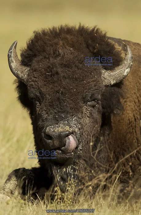 : American Bison licking nose- American Bison with : American Bison licking nose- American Bison with
