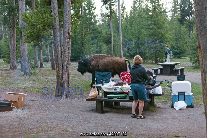 : American Bison - in Madison camping ground Yellowstone : American Bison - in Madison camping ground Yellowstone