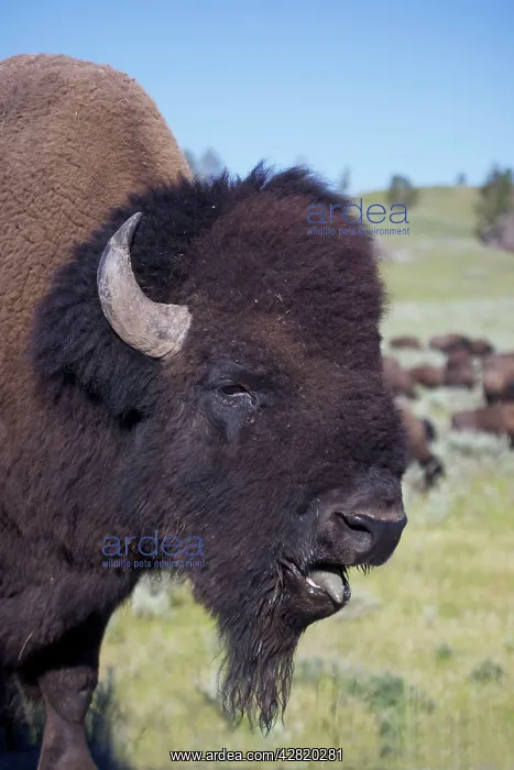 : American Bison - male in rut : American Bison - male in rut