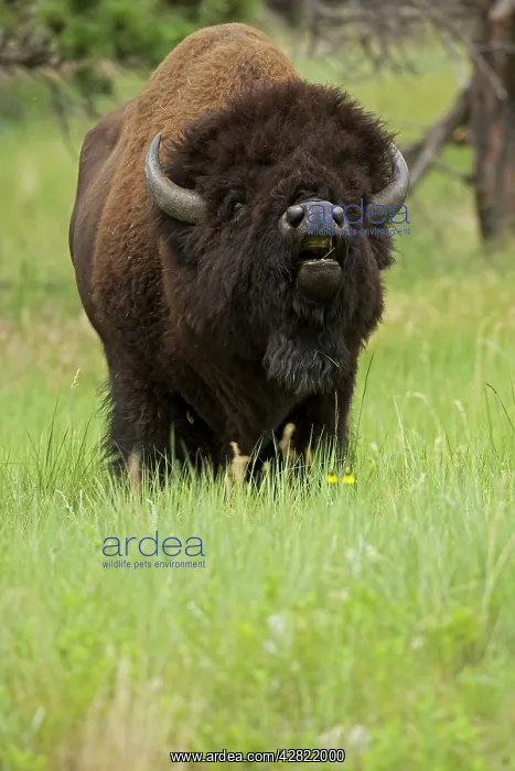 : American Bison - male in rut : American Bison - male in rut