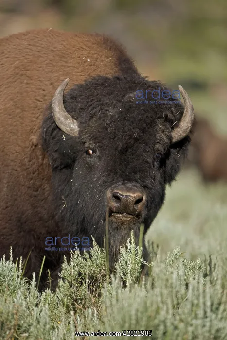 : American Bison - male in rut : American Bison - male in rut
