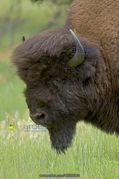 : American Bison - male in rut : American Bison - male in rut