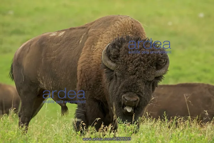 : American Bison - male in rut : American Bison - male in rut