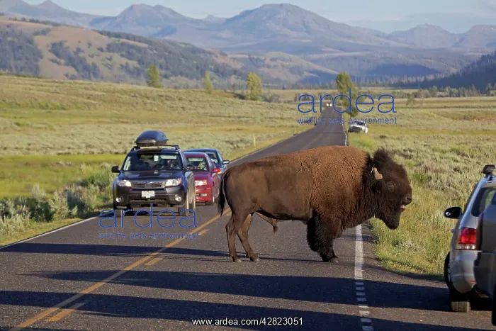 : American Bison - male in rut crossing road with traffic : American Bison - male in rut crossing road with traffic