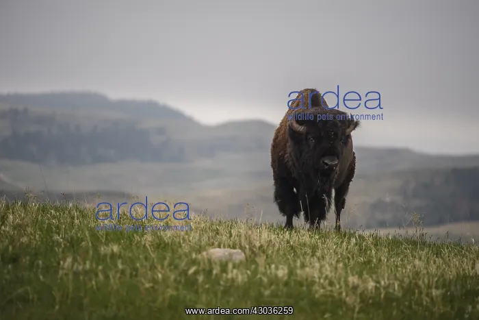 : American Bison on the plains - American Bison standing : American Bison on the plains - American Bison standing