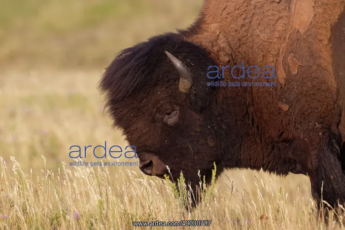  : American Bison portrait of bull