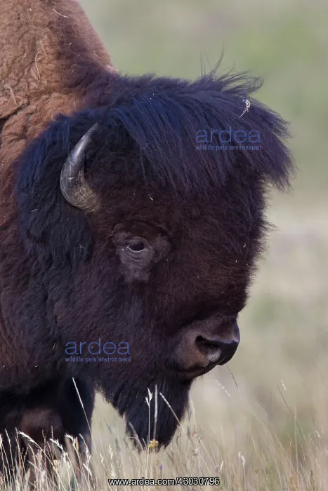  : American Bison portrait of bull