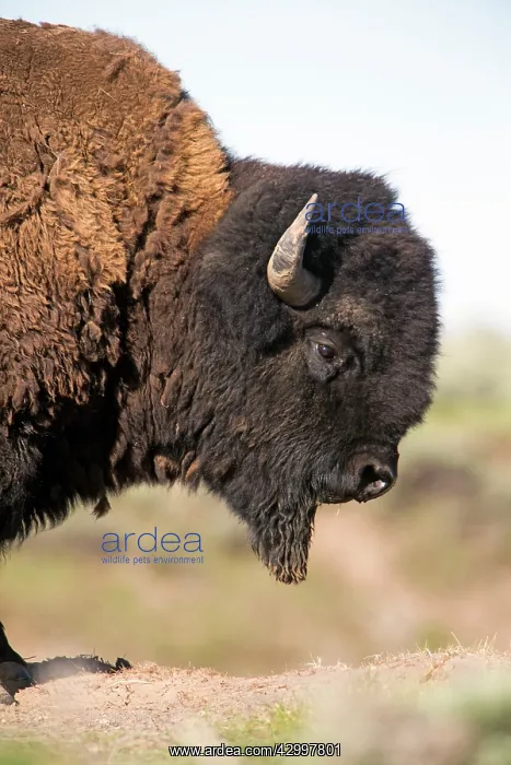 : American Bison - portrait of bull showing chin beard : American Bison - portrait of bull showing chin beard