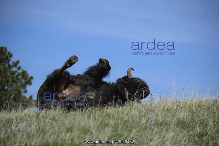 : American Bison rolling on a hill - American Bison : American Bison rolling on a hill - American Bison