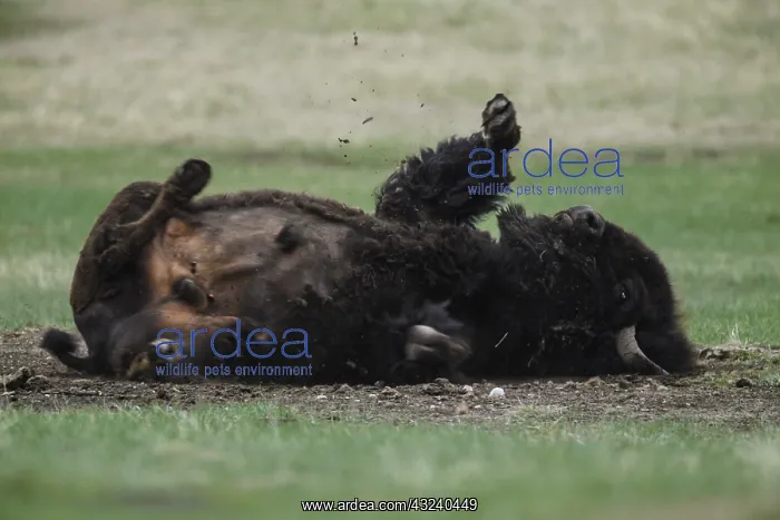 : American Bison rolling in mud - Lone American Bison : American Bison rolling in mud - Lone American Bison