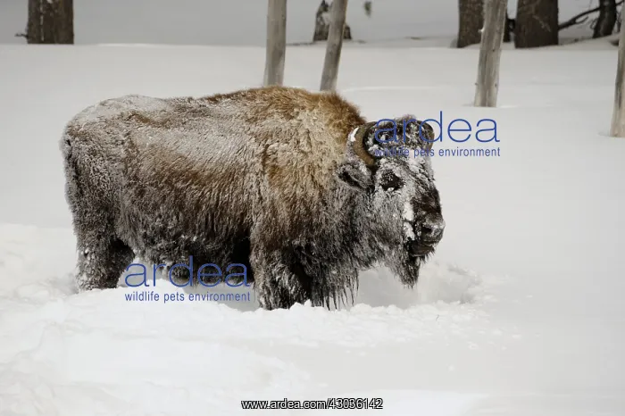 : American Bison rolling in snow - American Bison : American Bison rolling in snow - American Bison