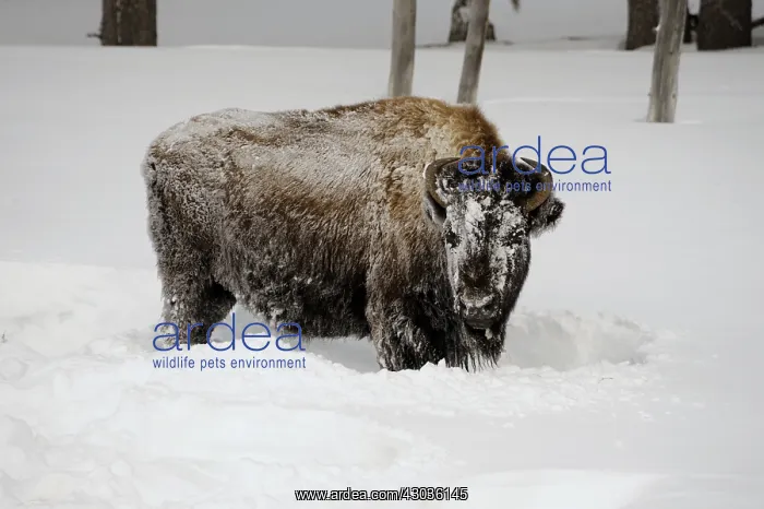 : American Bison rolling in snow - American Bison : American Bison rolling in snow - American Bison