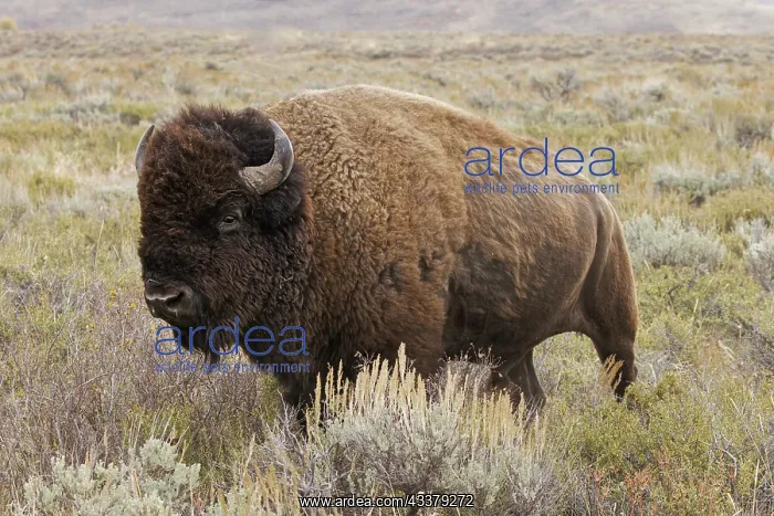  : American Bison in sagebrush meadow. Grand Teton