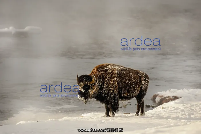 : American Bison in snow - Frost covered American : American Bison in snow - Frost covered American