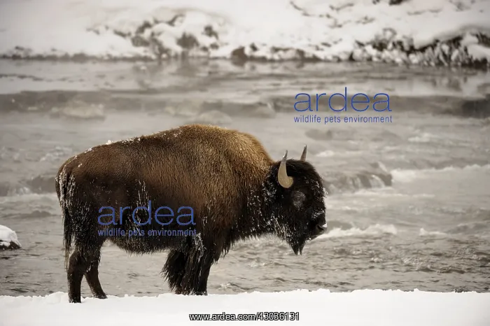 : American Bison in snow - Frost covered American : American Bison in snow - Frost covered American