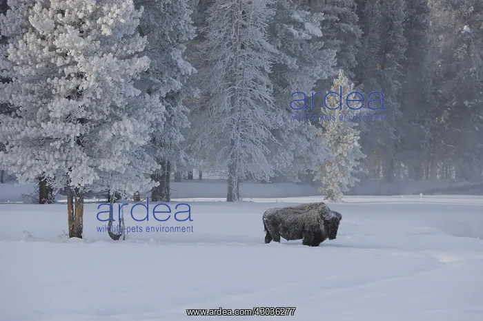 : American Bison in snow - Lone American Bison standing : American Bison in snow - Lone American Bison standing