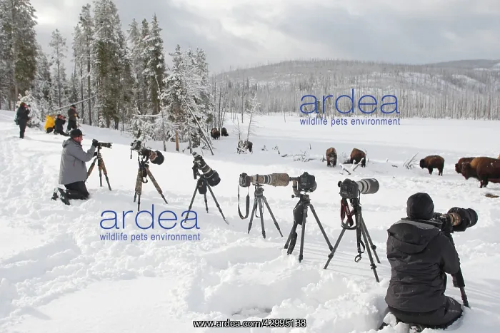 : American Bison - in snow - with photographers : American Bison - in snow - with photographers