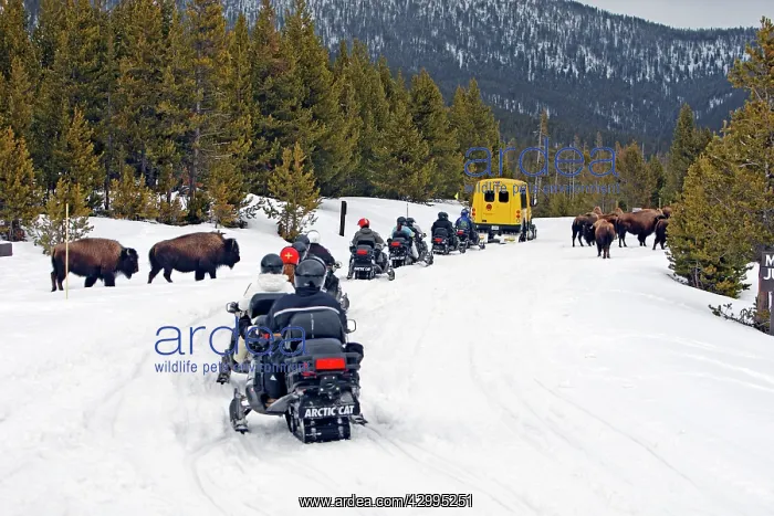: American Bison - in snow - with snowmobiles : American Bison - in snow - with snowmobiles