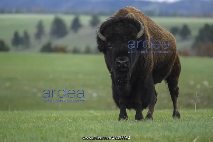 : American Bison standing in grassy plains - American : American Bison standing in grassy plains - American