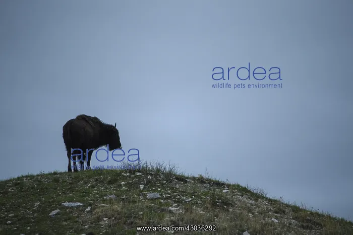 : American Bison standing on a hill - American Bison : American Bison standing on a hill - American Bison