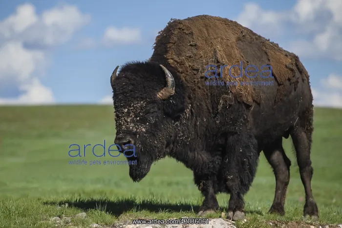 : American Bison standing on a hill - Lone American : American Bison standing on a hill - Lone American
