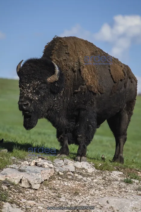  : American Bison standing on a hill - Lone American