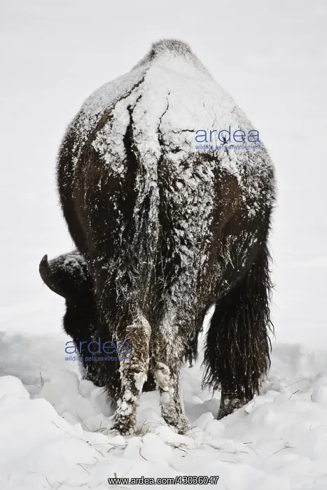 : American Bison standing in snow - Lone American : American Bison standing in snow - Lone American