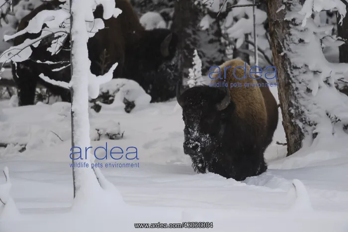 : American Bison standing in snow - Lone American : American Bison standing in snow - Lone American