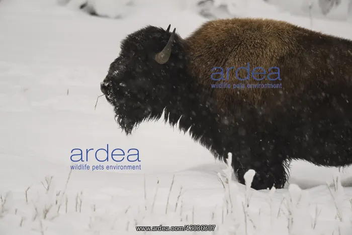 : American Bison standing in snow - Lone American : American Bison standing in snow - Lone American