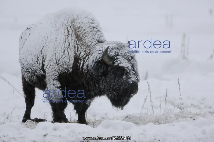 : American Bison standing in snow - Lone American : American Bison standing in snow - Lone American