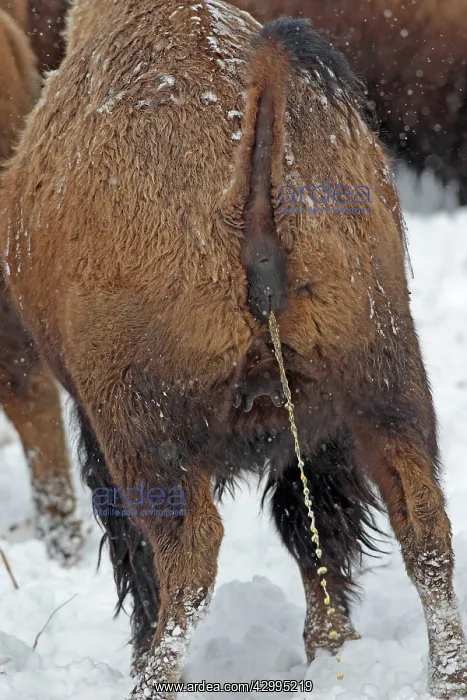 : American Bison - urinating in snow : American Bison - urinating in snow