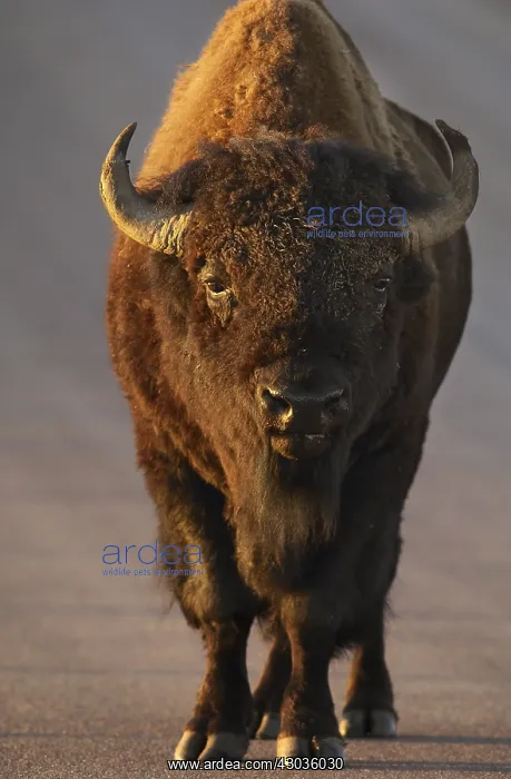 : American Bison walking down the road - Close up : American Bison walking down the road - Close up