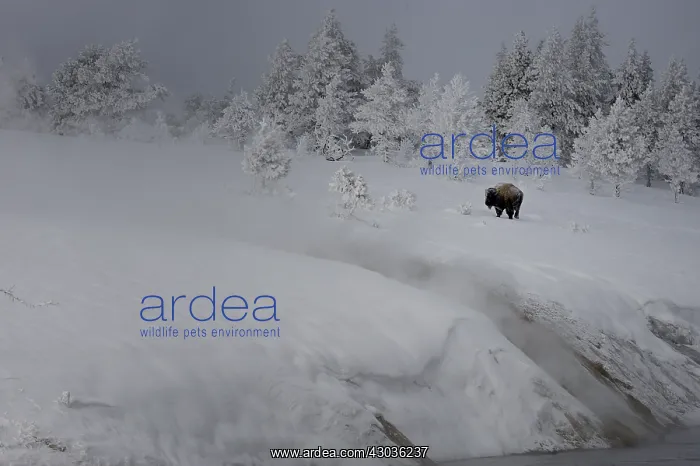 : American Bison in winter snow - American Bison standing : American Bison in winter snow - American Bison standing