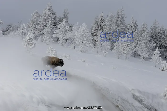 : American Bison in winter snow - American Bison standing : American Bison in winter snow - American Bison standing
