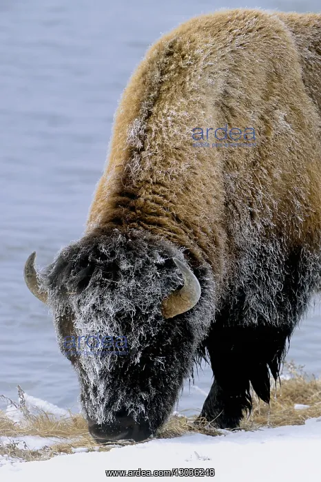 : American Bison in winter snow - American Bison standing : American Bison in winter snow - American Bison standing
